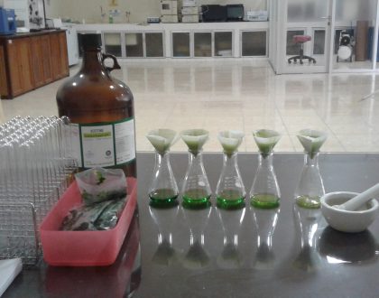 Analisis Klorofil Daun Sengon